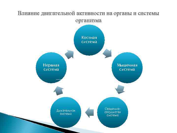 Влияние двигательной активности на органы и системы организма Костная система Нервная система Дыхательная система