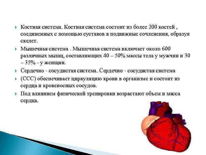  Костная система состоит из более 200 костей , соединенных с помощью суставов в