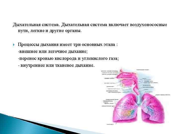 Дыхательная система включает воздухонососные пути, легкие и другие органы. Процессы дыхания имеет три основных