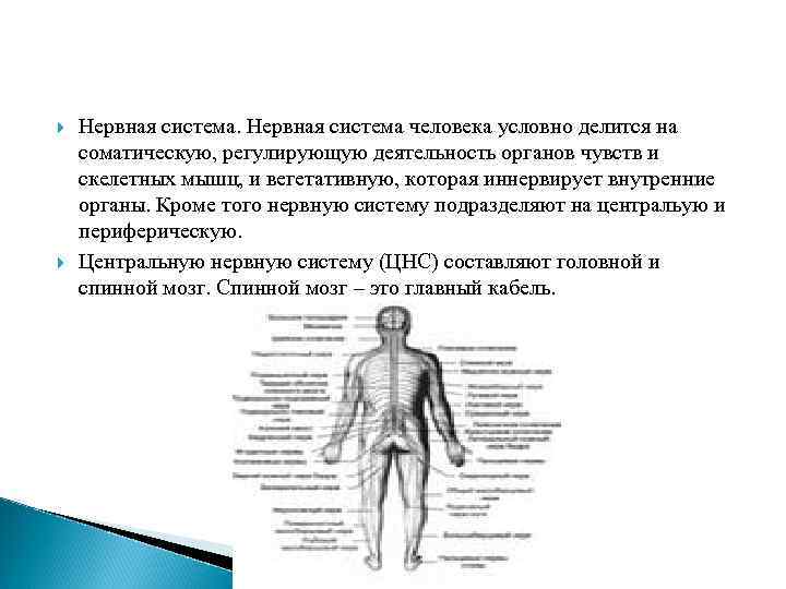  Нервная система человека условно делится на соматическую, регулирующую деятельность органов чувств и скелетных