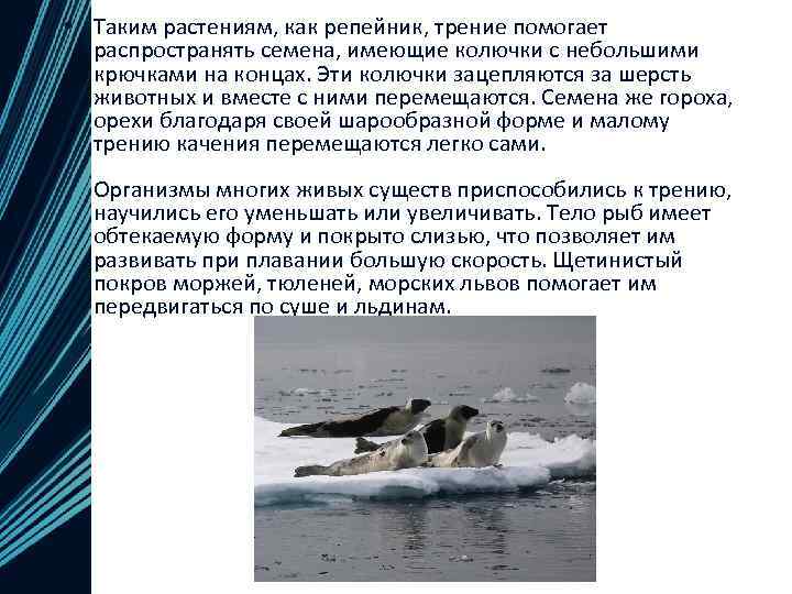 • Таким растениям, как репейник, трение помогает распространять семена, имеющие колючки с небольшими