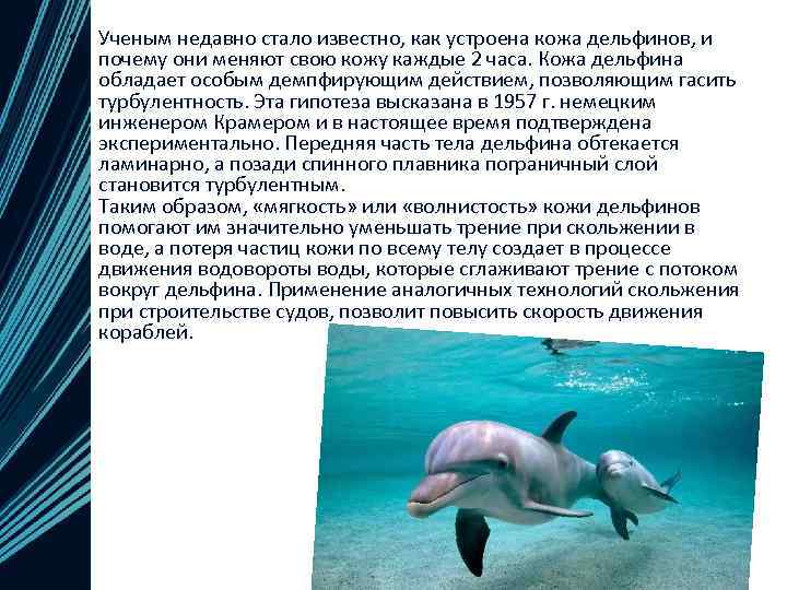  • Ученым недавно стало известно, как устроена кожа дельфинов, и почему они меняют