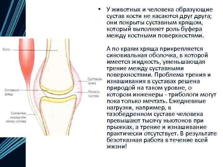  • У животных и человека образующие сустав кости не касаются друга; они покрыты