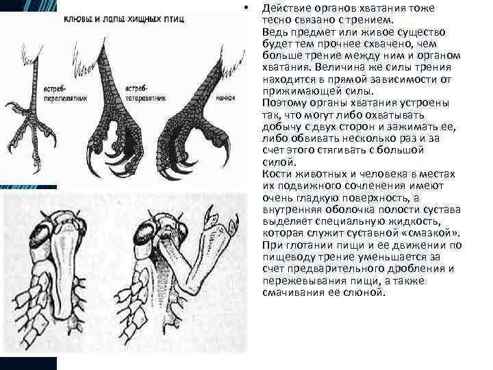  • Действие органов хватания тоже тесно связано с трением. Ведь предмет или живое