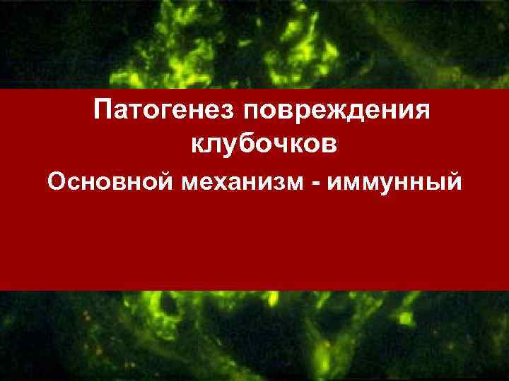 Патогенез повреждения клубочков Основной механизм - иммунный 