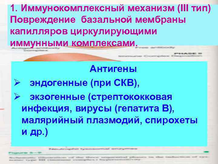 1. Иммунокомплексный механизм (III тип) Повреждение базальной мембраны капилляров циркулирующими иммунными комплексами. Антигены Ø