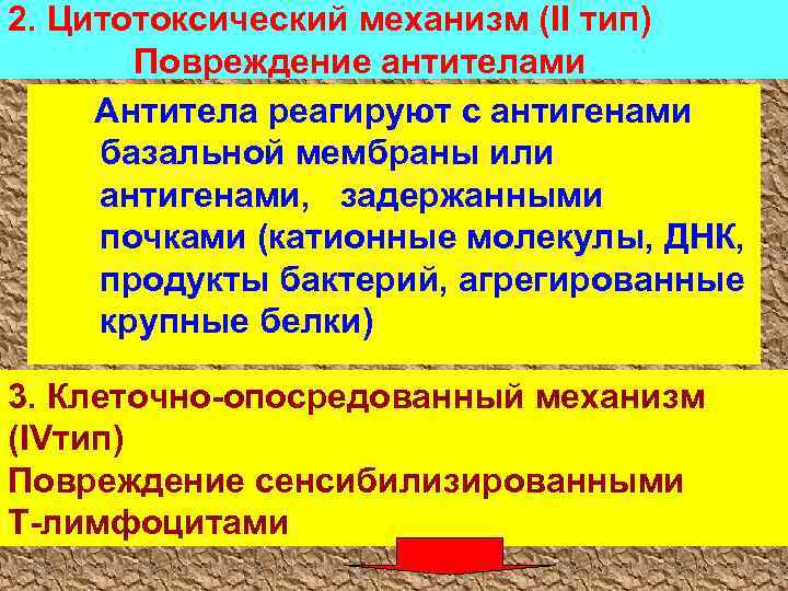 2. Цитотоксический механизм (II тип) Повреждение антителами Антитела реагируют с антигенами базальной мембраны или
