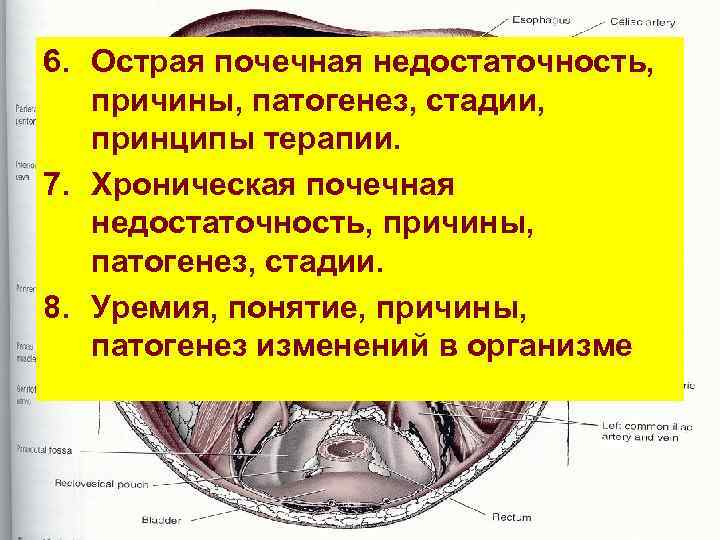 6. Острая почечная недостаточность, причины, патогенез, стадии, принципы терапии. 7. Хроническая почечная недостаточность, причины,