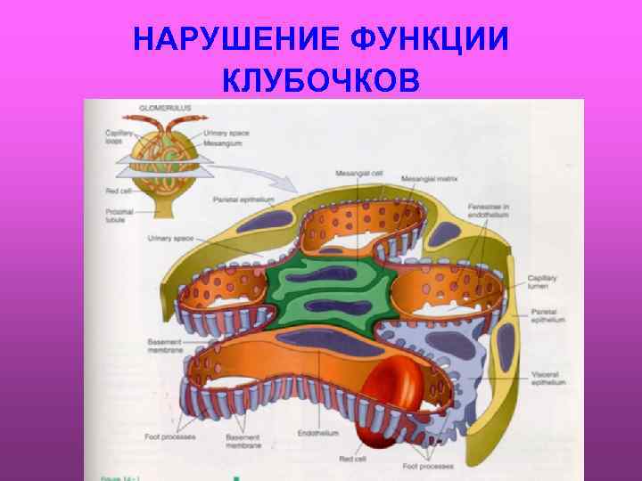 НАРУШЕНИЕ ФУНКЦИИ КЛУБОЧКОВ 
