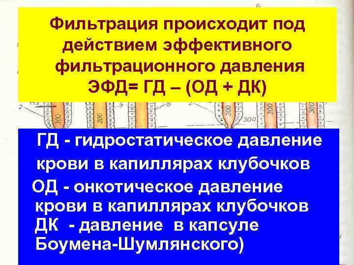 Фильтрация происходит под действием эффективного фильтрационного давления ЭФД= ГД – (ОД + ДК) ГД