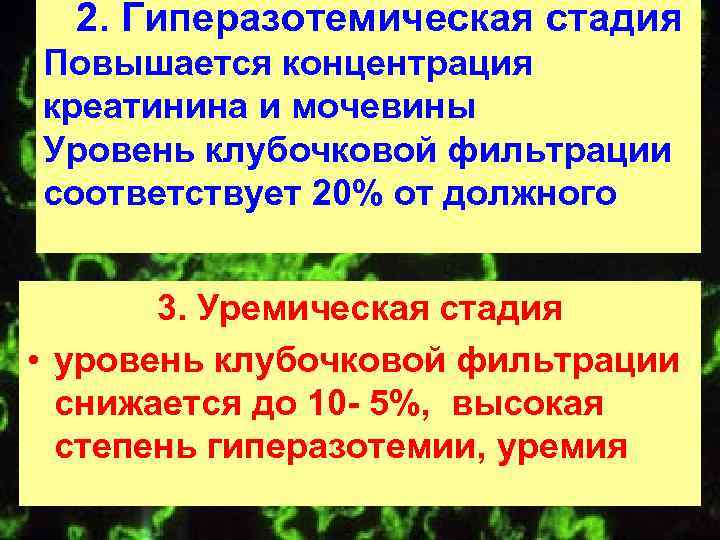 2. Гиперазотемическая стадия Повышается концентрация креатинина и мочевины Уровень клубочковой фильтрации соответствует 20% от