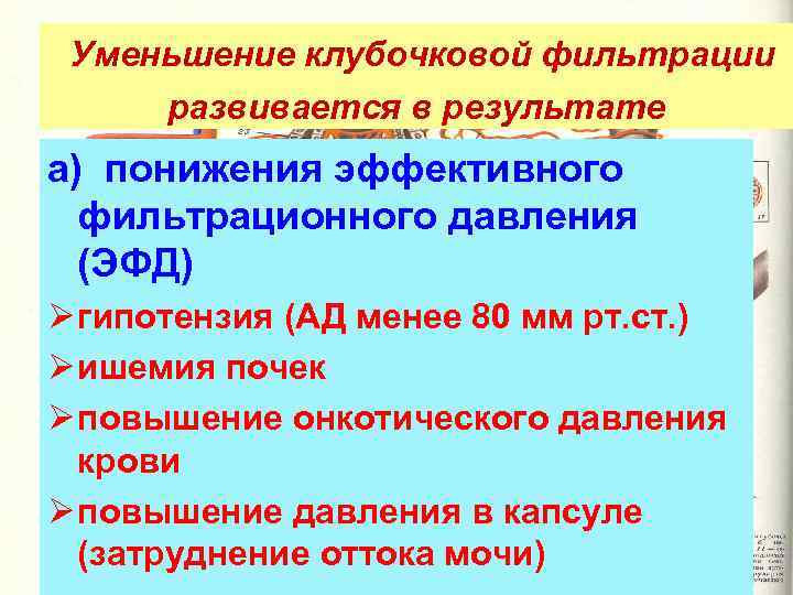 Уменьшение клубочковой фильтрации развивается в результате а) понижения эффективного фильтрационного давления (ЭФД) Ø гипотензия