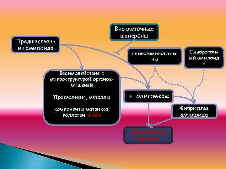 Предшественн ик амилоида Внеклеточные шапероны гликозаминоглика ны Сывороточн ый амилоид Р Взаимодействие с микроструктурой