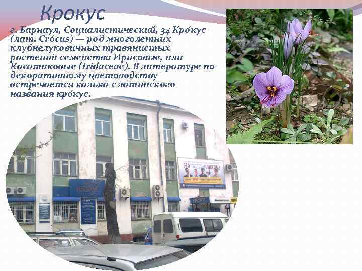 Крокус г. Барнаул, Социалистический, 34 Кро кус (лат. Crócus) — род многолетних клубнелуковичных травянистых