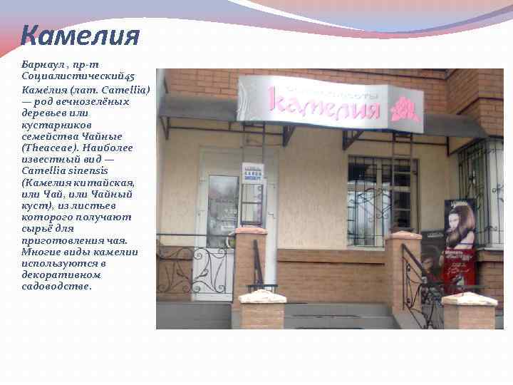 Камелия Барнаул , пр-т Социалистический 45 Каме лия (лат. Camellia) — род вечнозелёных деревьев