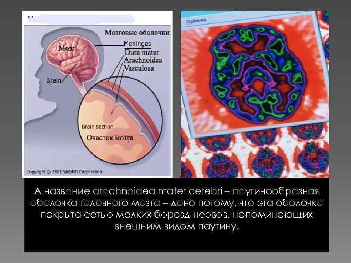 А название arachnoidea mater cerebri – паутинообразная оболочка головного мозга – дано потому, что