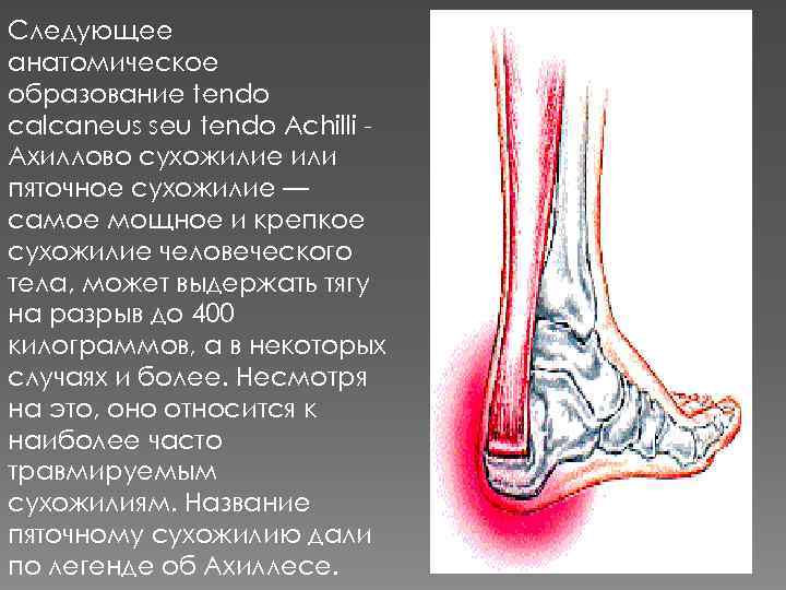 Следующее анатомическое образование tendo calcaneus seu tendo Achilli Ахиллово сухожилие или пяточное сухожилие —