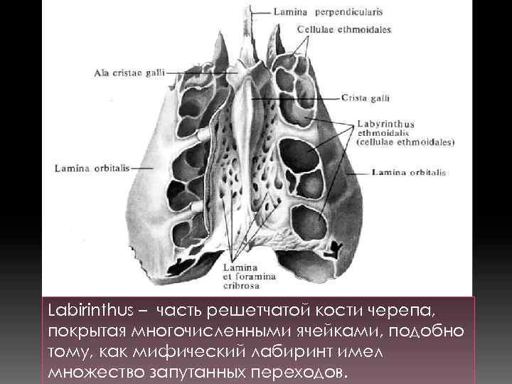 Лабиринт решетчатой кости