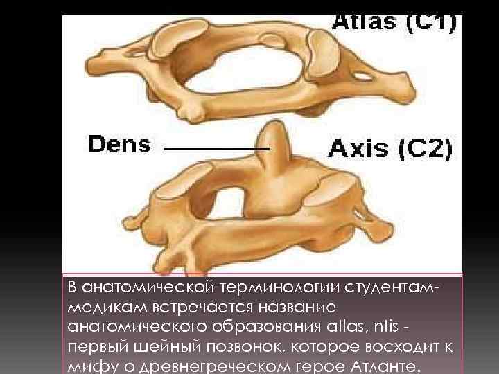 В анатомической терминологии студентаммедикам встречается название анатомического образования atlas, ntis первый шейный позвонок, которое