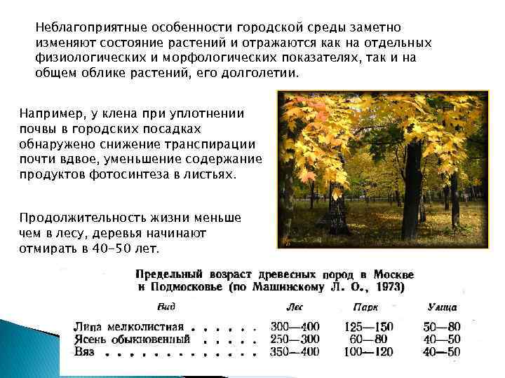 Неблагоприятные особенности городской среды заметно изменяют состояние растений и отражаются как на отдельных физиологических