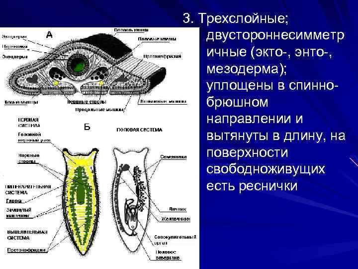 3. Трехслойные; двустороннесимметр ичные (экто-, энто-, мезодерма); уплощены в спиннобрюшном направлении и вытянуты в