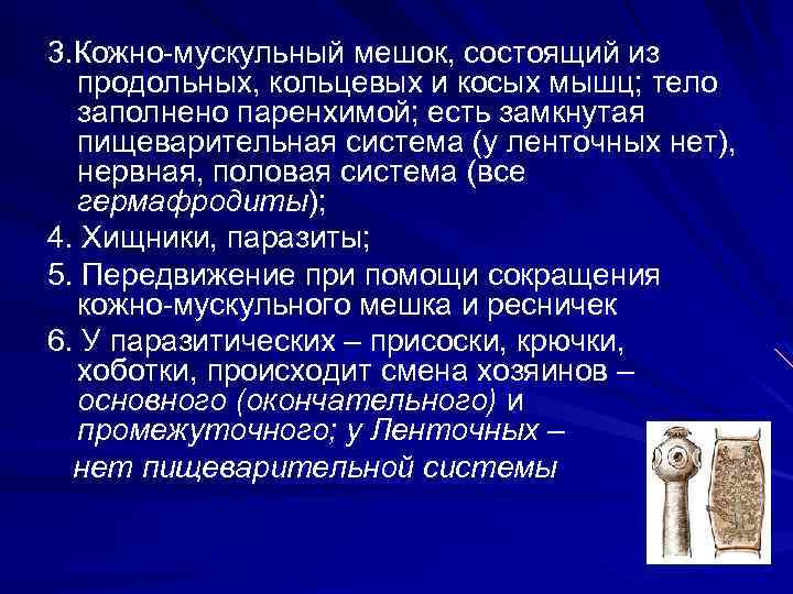 3. Кожно-мускульный мешок, состоящий из продольных, кольцевых и косых мышц; тело заполнено паренхимой; есть