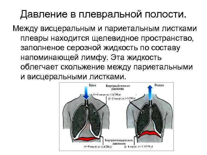 Жидкость между. Щелевидное пространство плевральная полость. Давление в плевральной полости физиология. Жидкость между листками плевры. Жидкость в плевральной полости.