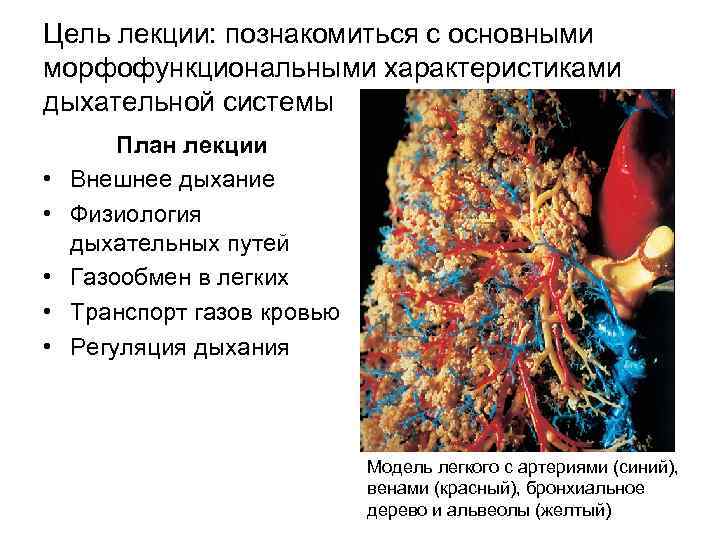 Цель лекции: познакомиться с основными морфофункциональными характеристиками дыхательной системы • • • План лекции