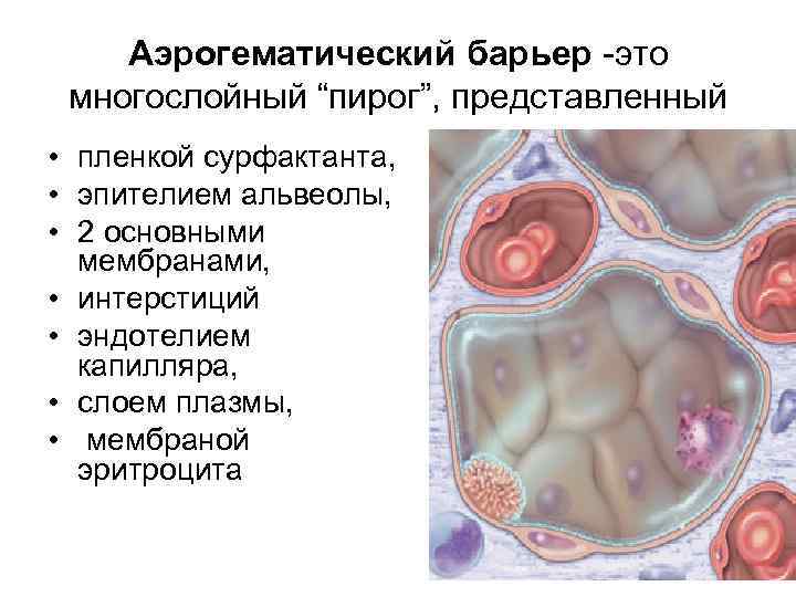 Аэрогематический барьер -это многослойный “пирог”, представленный • пленкой сурфактанта, • эпителием альвеолы, • 2