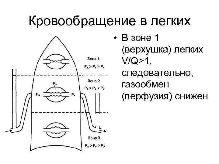 Кровообращение в легких • В зоне 1 (верхушка) легких V/Q>1, следовательно, газообмен (перфузия) снижен