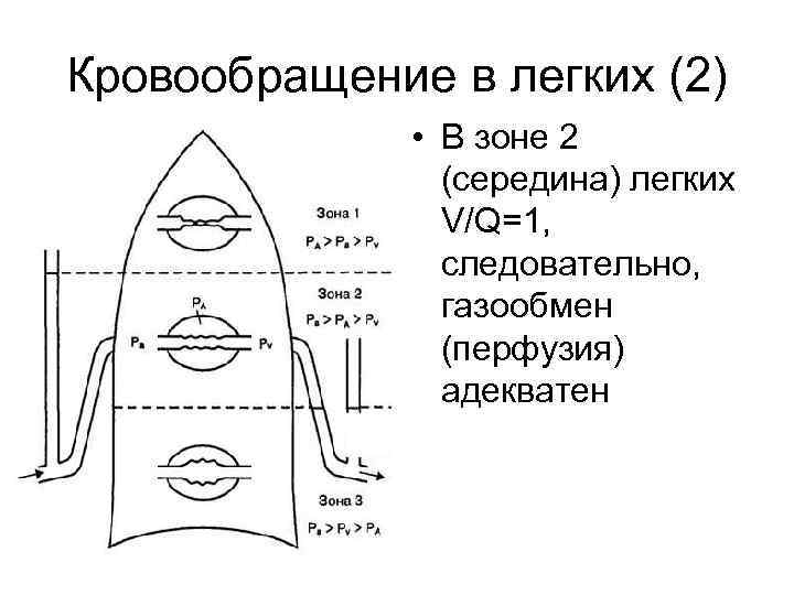 Кровообращение в легких (2) • В зоне 2 (середина) легких V/Q=1, следовательно, газообмен (перфузия)