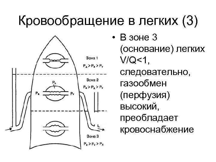 Кровообращение в легких (3) • В зоне 3 (основание) легких V/Q<1, следовательно, газообмен (перфузия)