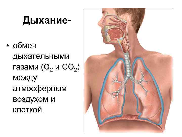 Дыхание • обмен дыхательными газами (О 2 и СО 2) между атмосферным воздухом и
