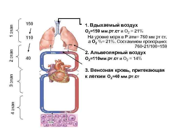 1 этап 2 этап 3 этап 4 этап 159 110 1. Вдыхаемый воздух О