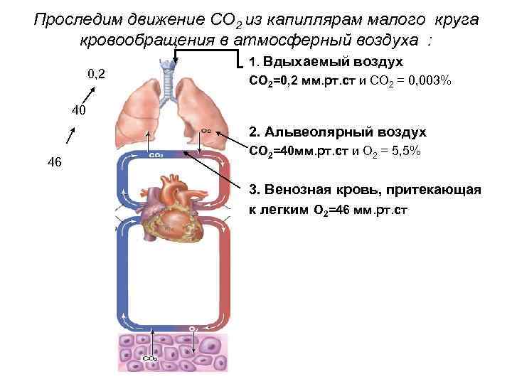 Проследим движение СО 2 из капиллярам малого круга кровообращения в атмосферный воздуха : 0,
