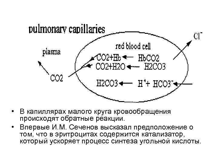  • В капиллярах малого круга кровообращения происходят обратные реакции. • Впервые И. М.