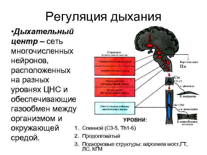 Регуляция дыхания • Дыхательный центр – сеть многочисленных нейронов, расположенных на разных уровнях ЦНС