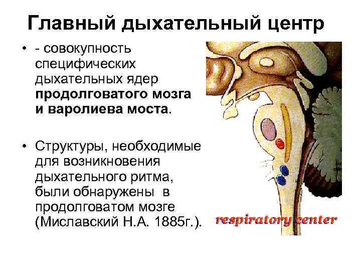 Главный дыхательный центр • - совокупность специфических дыхательных ядер продолговатого мозга и варолиева моста.