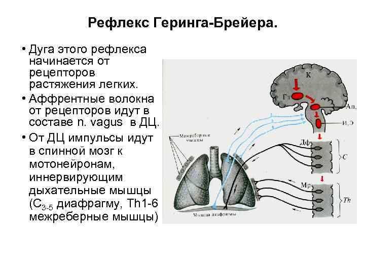Рефлекс Геринга-Брейера. • Дуга этого рефлекса начинается от рецепторов растяжения легких. • Аффрентные волокна