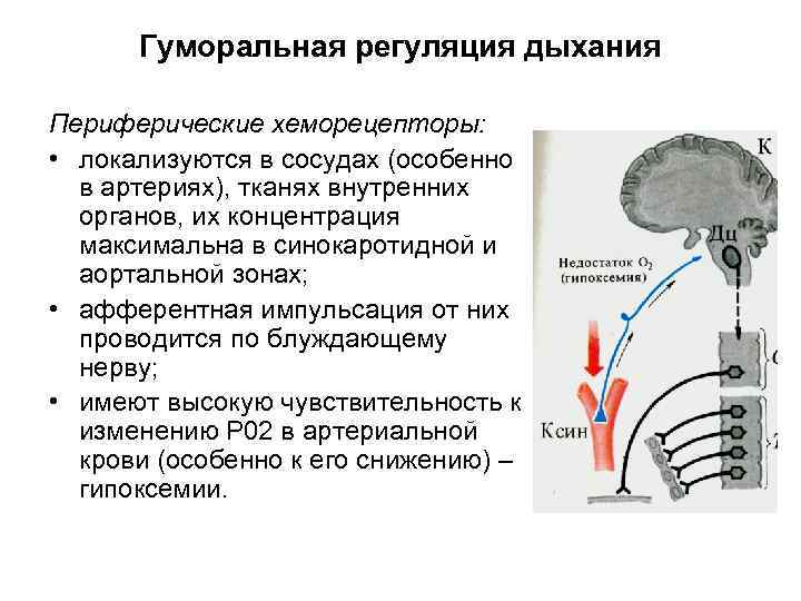 Гуморальная регуляция дыхания Периферические хеморецепторы: • локализуются в сосудах (особенно в артериях), тканях внутренних