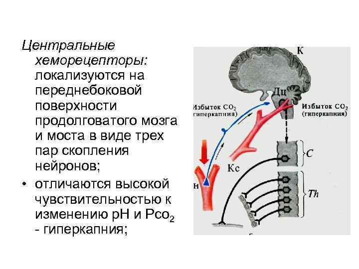 Центральные хеморецепторы: локализуются на переднебоковой поверхности продолговатого мозга и моста в виде трех пар