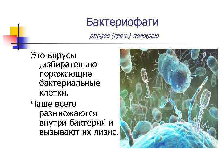 Бактериофаги phagos (греч. )-пожираю Это вирусы , избирательно поражающие бактериальные клетки. Чаще всего размножаются