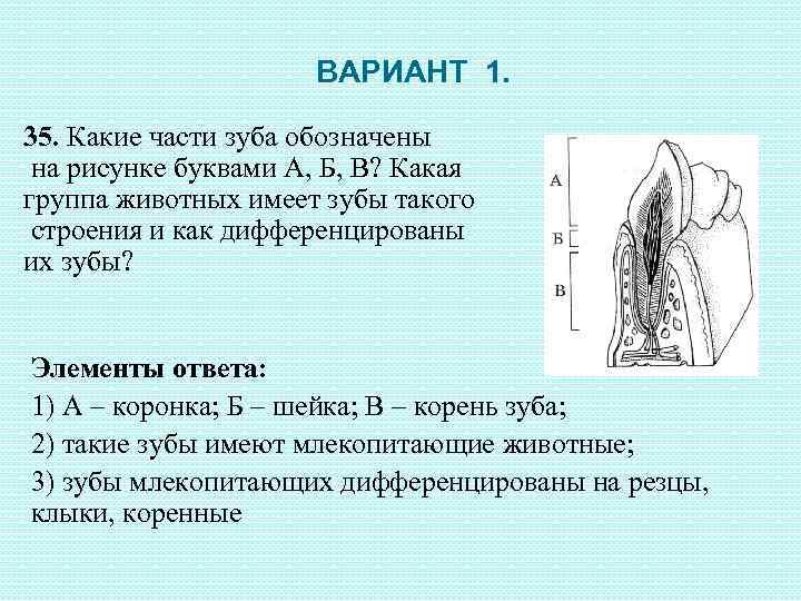 ВАРИАНТ 1. 35. Какие части зуба обозначены на рисунке буквами А, Б, В? Какая