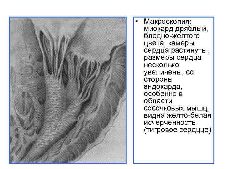 Тигровое сердце рисунок