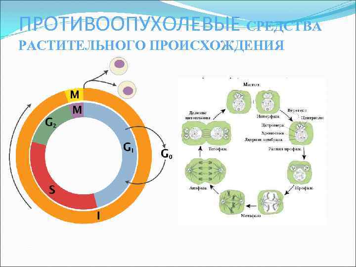 ПРОТИВООПУХОЛЕВЫЕ СРЕДСТВА РАСТИТЕЛЬНОГО ПРОИСХОЖДЕНИЯ 