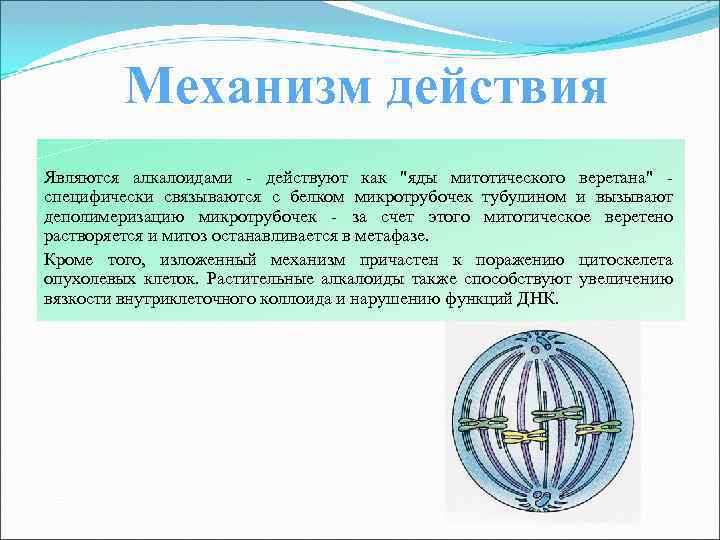 Механизм действия Являются алкалоидами - действуют как 