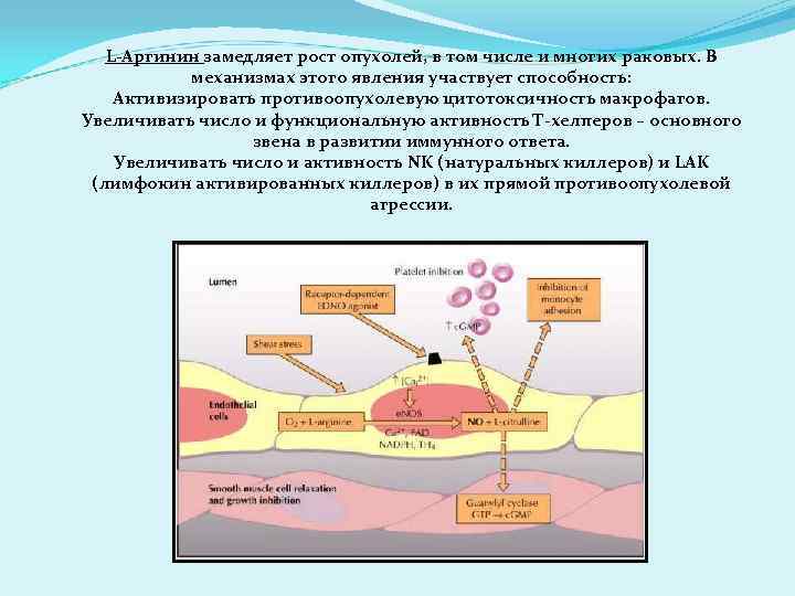 L-Аргинин замедляет рост опухолей, в том числе и многих раковых. В механизмах этого явления