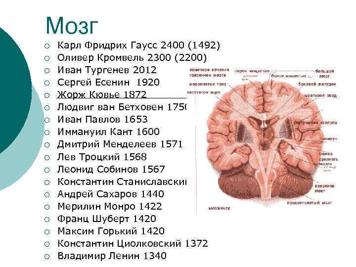 Мозги тургенева. Мозг Тургенева. Вес мозга Тургенева. Объем мозга Тургенева. Мозг Тургенева весил.