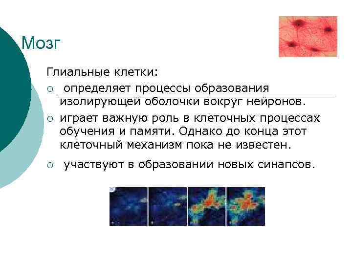Мозг Глиальные клетки: ¡ определяет процессы образования изолирующей оболочки вокруг нейронов. ¡ играет важную