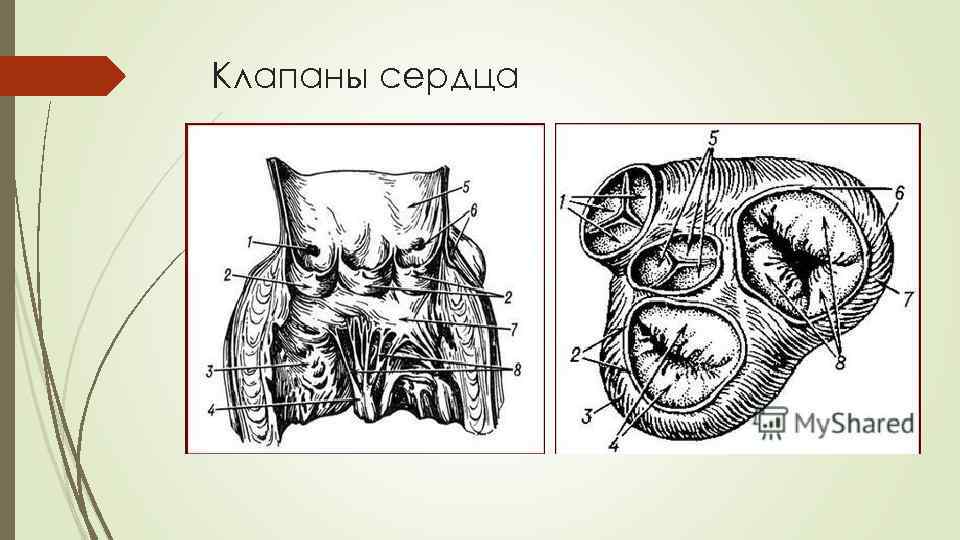Клапаны сердца 